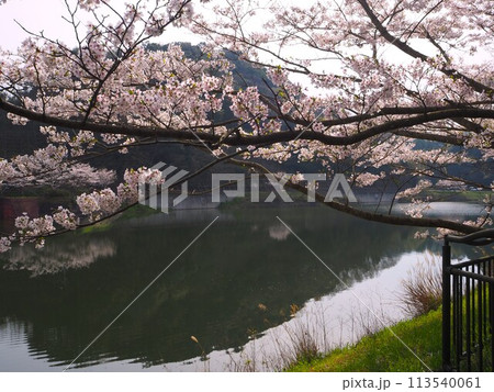 大阪　新滝の池　満開の桜 113540061