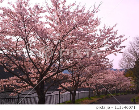大阪 新滝の池 満開の桜 大阪 新滝の池 満開の桜 113540071