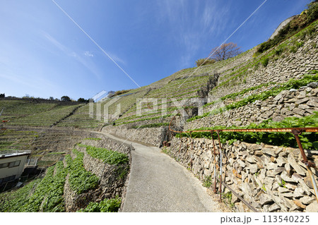 遊子水荷浦の段畑（愛媛県宇和島市） 113540225