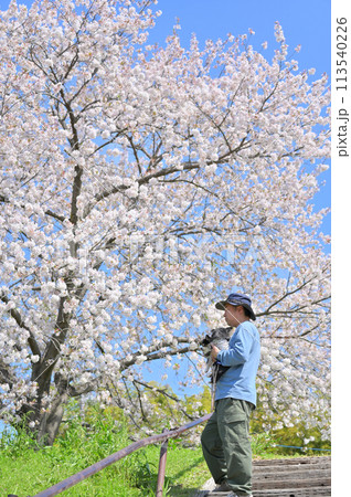 愛犬と満開の桜の下でお花見する男性　2匹のロングコートチワワ　春素材 113540226