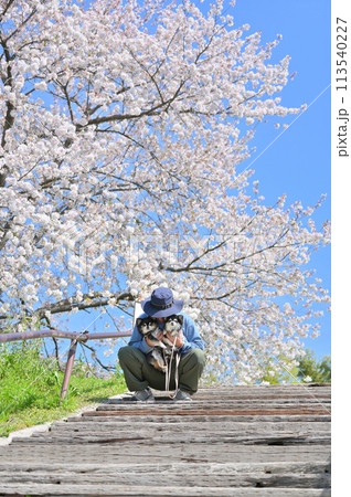 愛犬と満開の桜の下でお花見する男性　2匹のロングコートチワワ　春素材 113540227