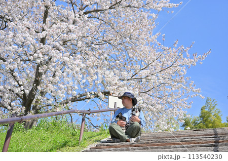 愛犬と満開の桜の下でお花見する男性 2匹のロングコートチワワ 春素材 愛犬と満開の桜の下でお花見する男性 2匹のロングコートチワワ 春素材 113540230