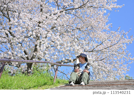 愛犬と満開の桜の下でお花見する男性　2匹のロングコートチワワ　春素材 113540231