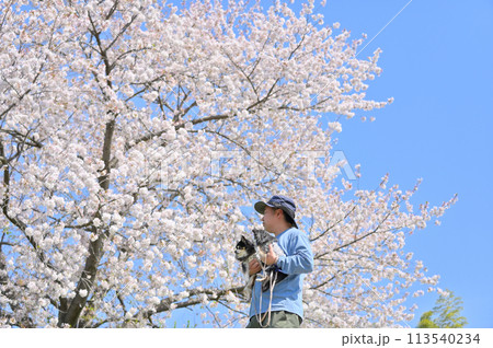 愛犬と満開の桜の下でお花見する男性　2匹のロングコートチワワ　春素材 113540234