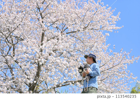 愛犬と満開の桜の下でお花見する男性　2匹のロングコートチワワ　春素材 113540235