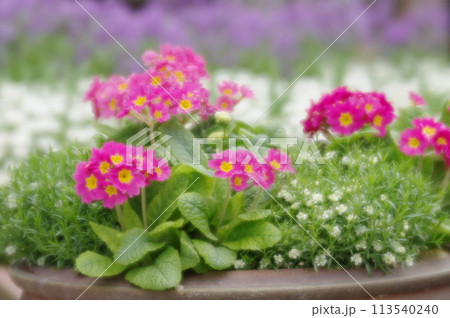 花の風景 113540240