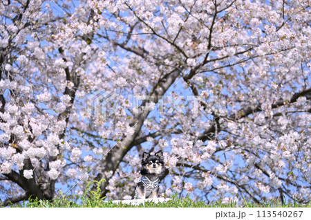 満開の桜とロングコートチワワ　春素材 113540267