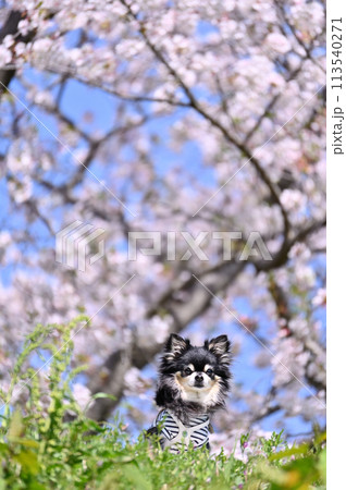 満開の桜とロングコートチワワ 春素材 満開の桜とロングコートチワワ 春素材 113540271