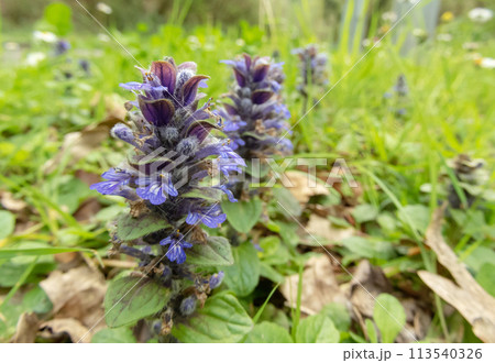 Ajuga reptans or bugle flowering plants stalks with blue flowers closeup. Ajuga reptans or bugle flowering plants stalks with blue flowers closeup. 113540326