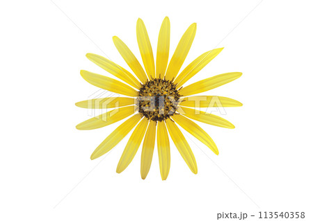 Arctotheca calendula or capeweed bright yellow flower isolated on white 113540358