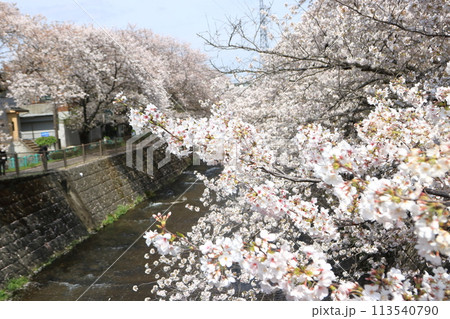 恩田川沿いの桜 113540790