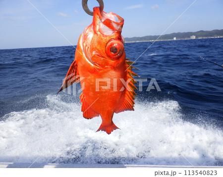 チカメキントキが釣れた 113540823