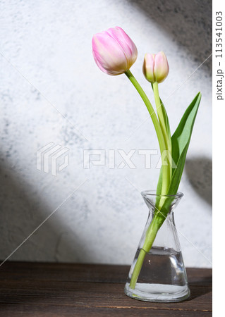 花瓶に生けたチューリップ 花瓶に生けたチューリップ 113541003