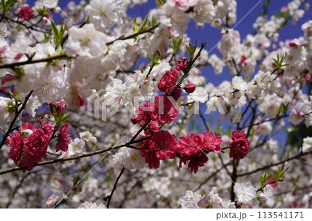青空に映える紅白の花 113541171