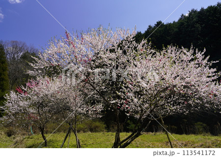 青空に映える紅白の花 113541172