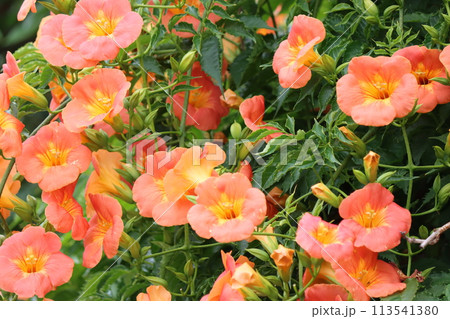 家に植えてはいけない木とされる凌霄花ー拾 家に植えてはいけない木とされる凌霄花ー拾 113541380
