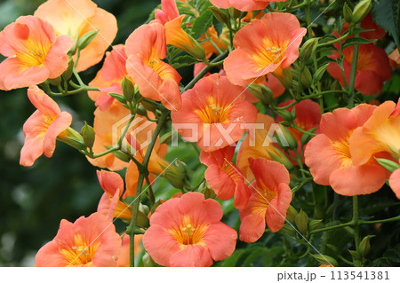 家に植えてはいけない木とされる凌霄花ー九 113541381