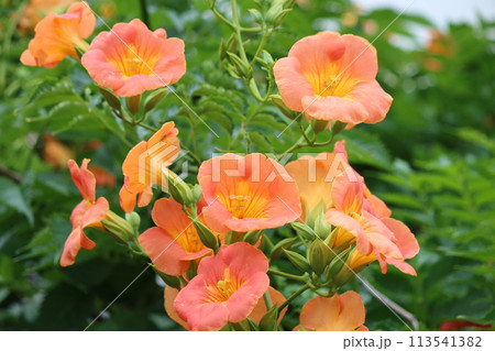 家に植えてはいけない木とされる凌霄花ー八 113541382