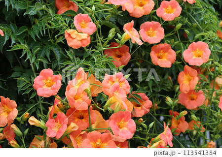 家に植えてはいけない木とされる凌霄花ー六 113541384