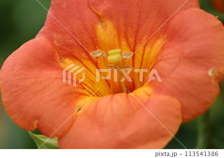 家に植えてはいけない木とされる凌霄花ー四 113541386