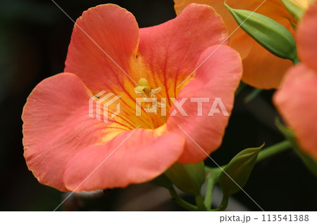 家に植えてはいけない木とされる凌霄花ー参 家に植えてはいけない木とされる凌霄花ー参 113541388