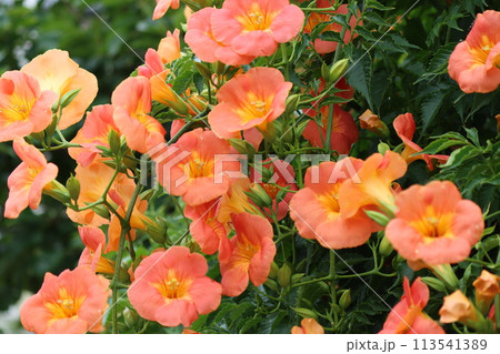 家に植えてはいけないとされる凌霄花ー弐 113541389