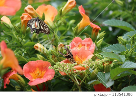 凌霄花の花蜜を吸いに来たアゲハチョウ 113541390