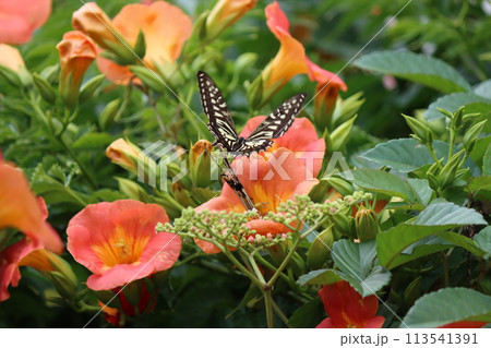 ノウゼンカズラの花蜜を吸いにきたアゲハ蝶 ノウゼンカズラの花蜜を吸いにきたアゲハ蝶 113541391