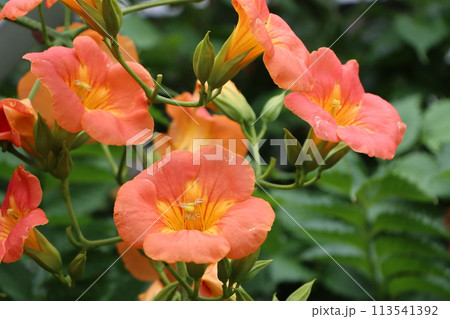 家に植えてはいけない木とされる凌霄花ー壱 家に植えてはいけない木とされる凌霄花ー壱 113541392