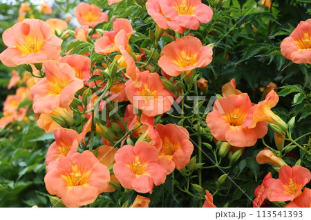 家に植えてはいけない木とされる凌霄花 113541393