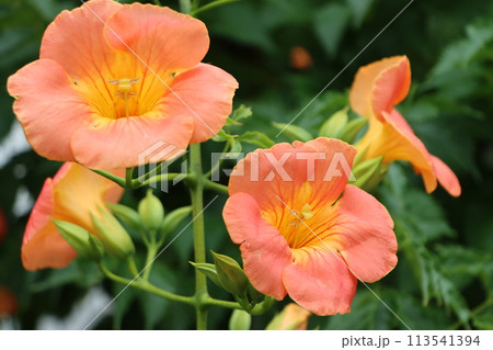 鮮やかでポジティブなノウゼンカズラの花ー拾 113541394