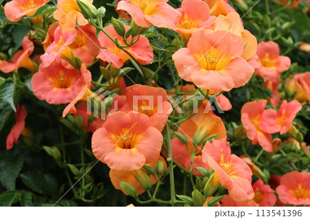 鮮やかでポジティブなノウゼンカズラの花ー八 113541396