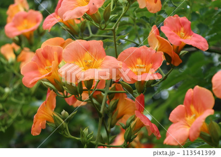 鮮やかでポジティブなノウゼンカズラの花ー五 113541399