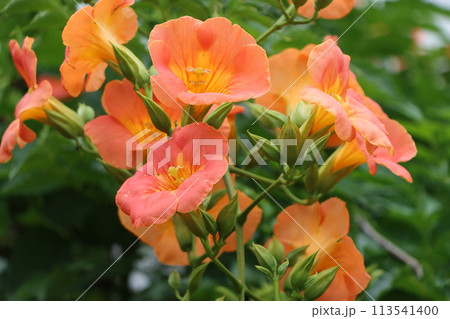 鮮やかでポジティブなノウゼンカズラの花ー四 113541400