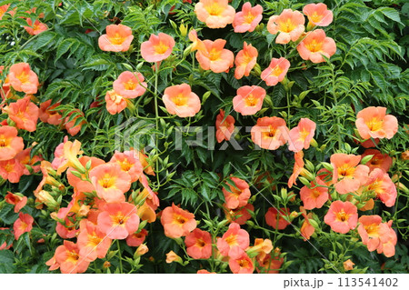 鮮やかでポジティブなノウゼンカズラの花ー参 鮮やかでポジティブなノウゼンカズラの花ー参 113541402