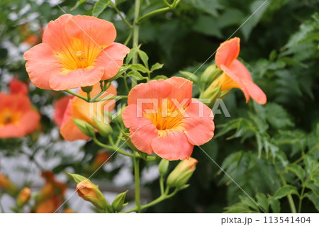 鮮やかでポジティブなノウゼンカズラの花ー弐 113541404