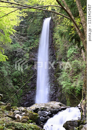 養老の滝 113541487