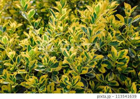 Euonymus fortunei Emerald Gold in garden, variegated leaves Euonymus fortunei Emerald Gold in garden, variegated leaves 113541639