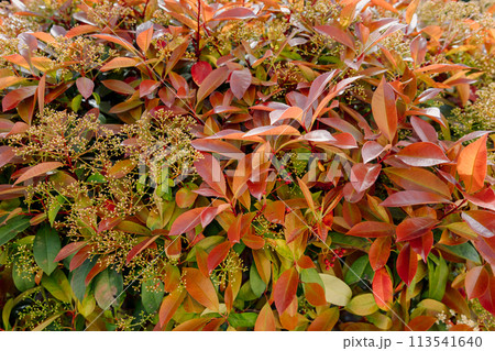Photinia red robin with bright red foliage 113541640