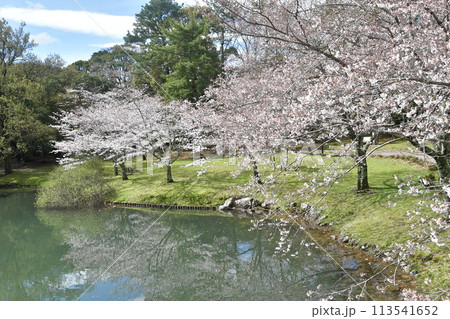 五十鈴公園とさくら 五十鈴公園とさくら 113541652