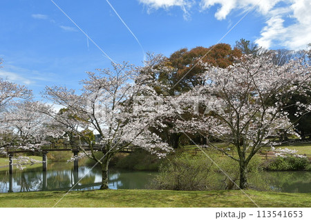 五十鈴公園とさくら 五十鈴公園とさくら 113541653