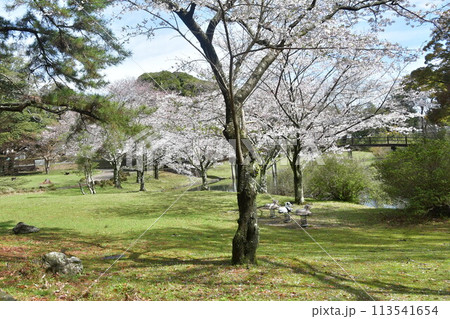 五十鈴公園とさくら 五十鈴公園とさくら 113541654