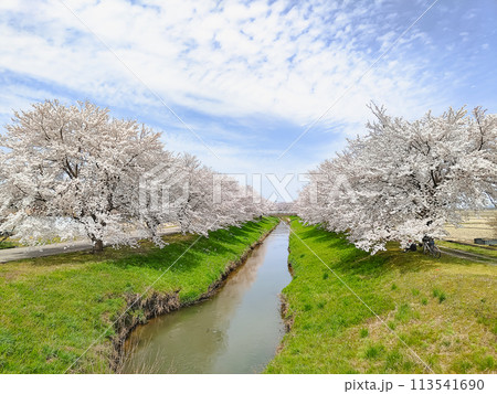 満開の桜が咲く川辺の風景 【三条市 井栗の桜並木】 満開の桜が咲く川辺の風景 【三条市 井栗の桜並木】 113541690