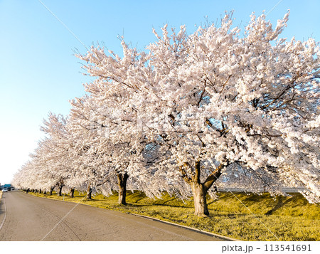 満開の桜が咲く桜並木の風景 【三条市 井栗の桜並木】 満開の桜が咲く桜並木の風景 【三条市 井栗の桜並木】 113541691