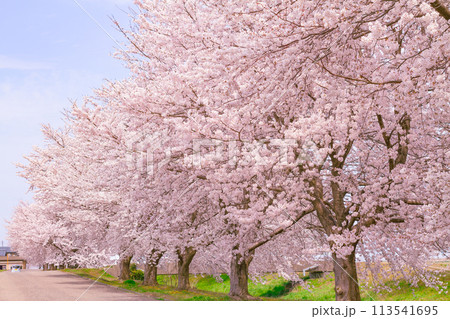 満開の桜が咲く桜並木の風景 【三条市 井栗の桜並木】の写真素材