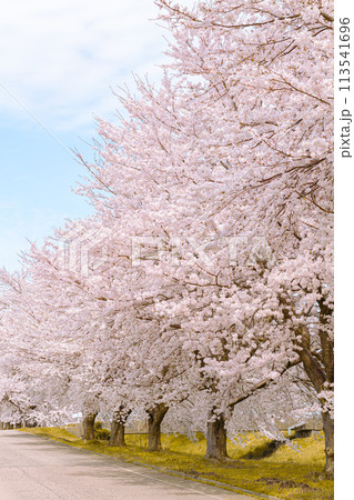 満開の桜が咲く桜並木の風景 【三条市 井栗の桜並木】 満開の桜が咲く桜並木の風景 【三条市 井栗の桜並木】 113541696