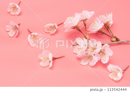 Branch of blooming cherry blossoms isolated on pink background. Traditional japanese flower. 113542444