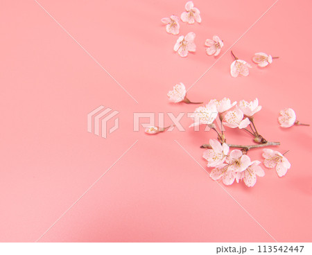 Branch of blooming cherry blossoms isolated on pink background. Traditional japanese flower. Branch of blooming cherry blossoms isolated on pink background. Traditional japanese flower. 113542447
