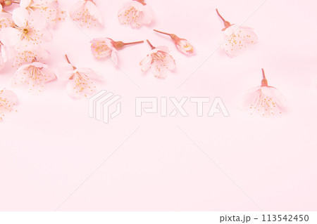 Branch of blooming cherry blossoms isolated on pink background. Traditional japanese flower. 113542450