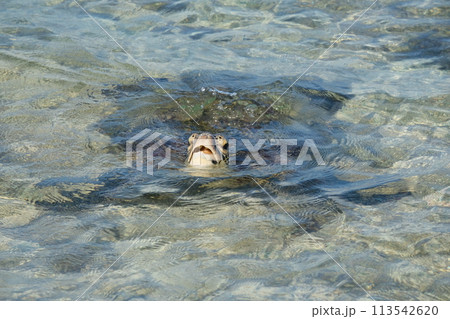 海亀 ウミガメ 海がめ 113542620